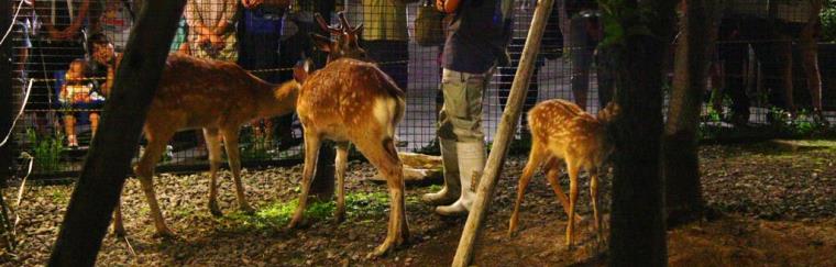 Asahiyama Zoo