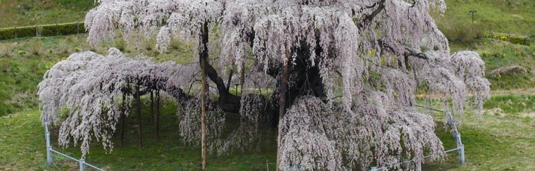 Fukushima Prefecture