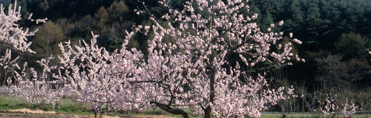 Nagano Prefecture