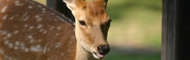 Nara Park