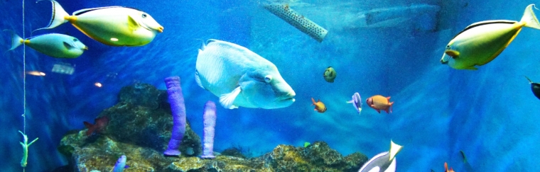 Otaru Aquarium