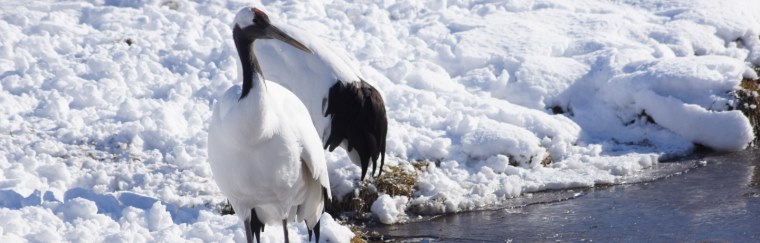 Kushiro Japanese Crane Reserve